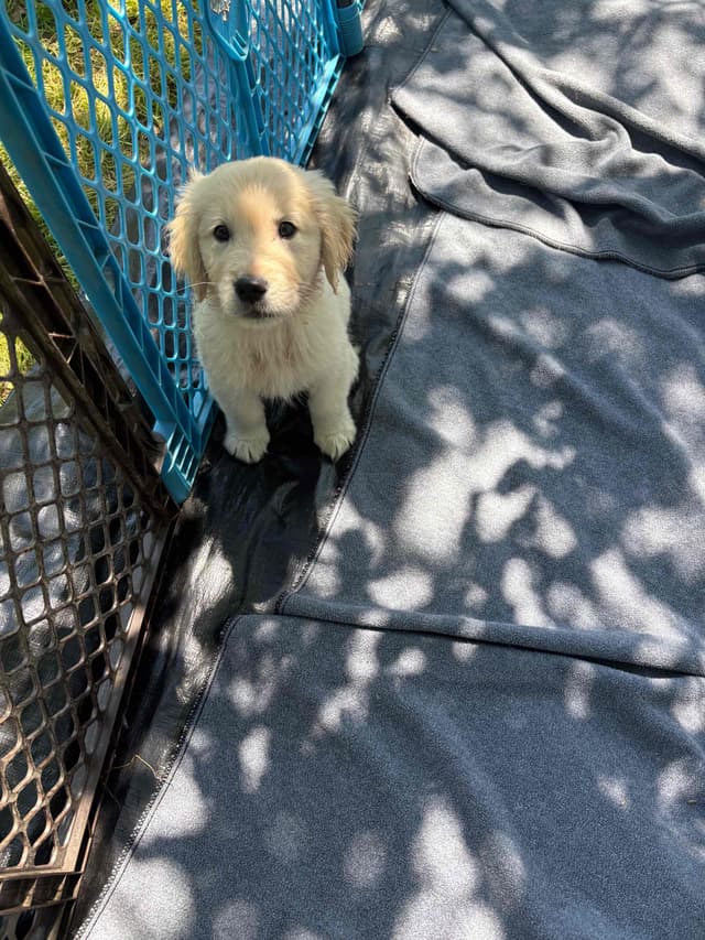 Golden Retriever Puppies - beautiful, sweet, loving puppies media 2