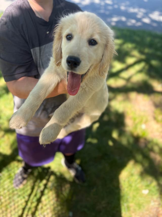 Golden Retriever Puppies - beautiful, sweet, loving puppies media 3