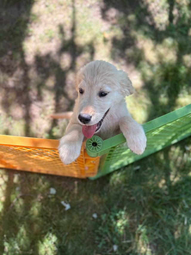 Golden Retriever Puppies - beautiful, sweet, loving puppies media 4