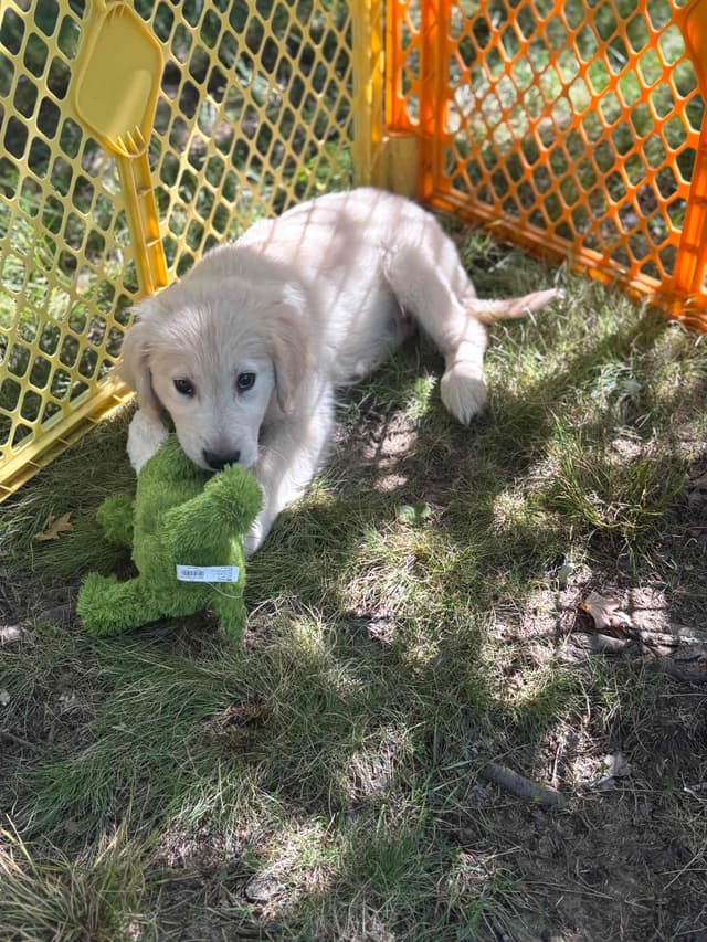Golden Retriever Puppies - beautiful, sweet, loving puppies media 5