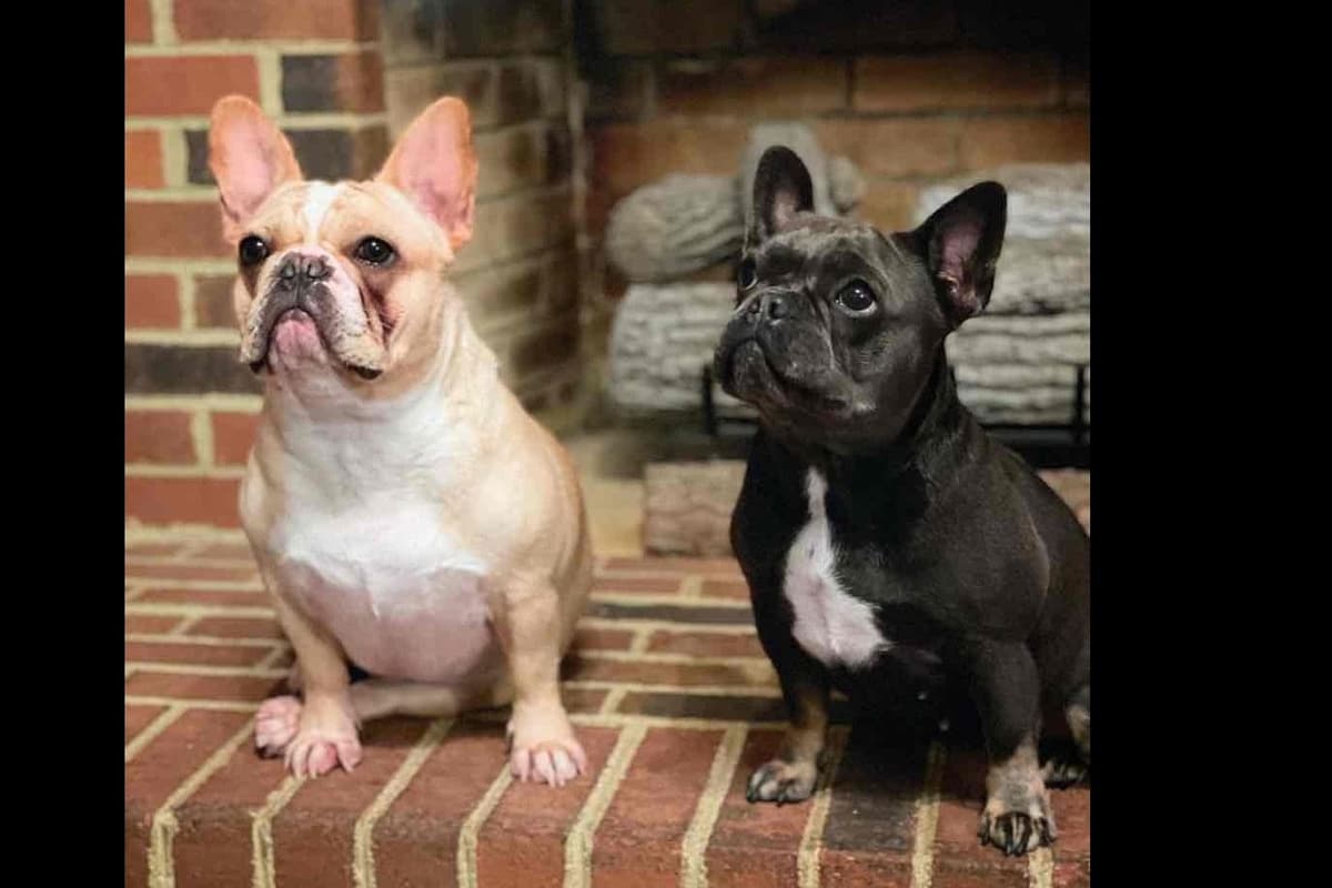 French Bulldog Puppies breeder image 1