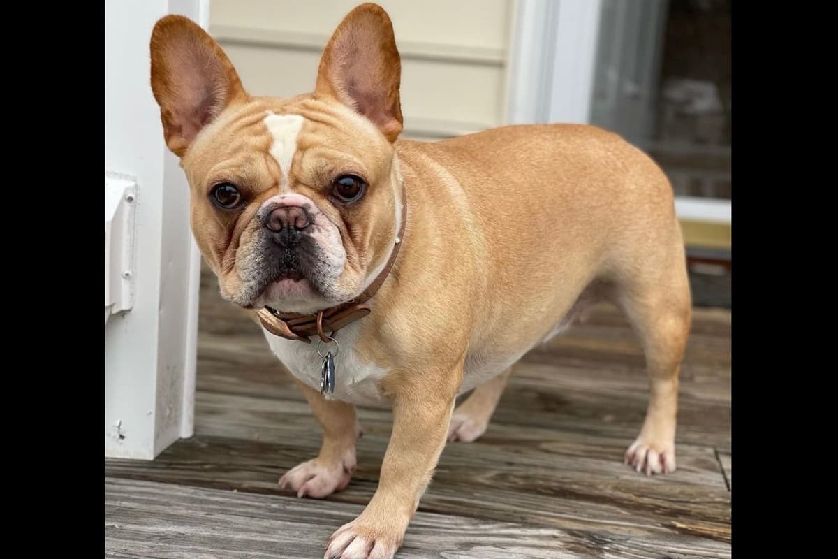 French Bulldog Puppies breeder image 3