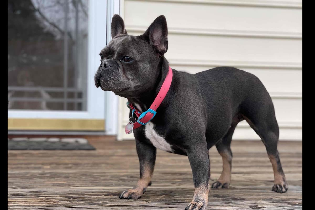 French Bulldog Puppies breeder image 4