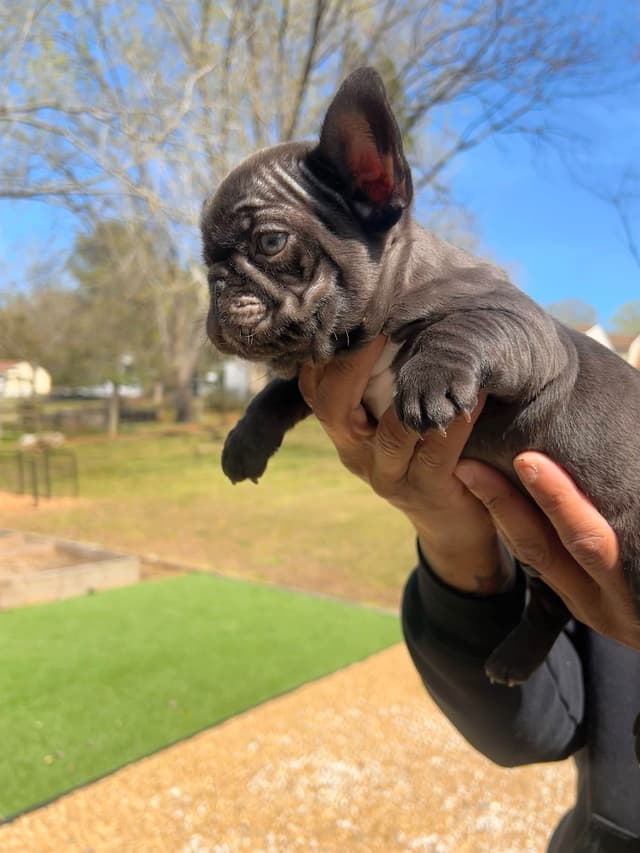 French Bulldog Puppies media 2