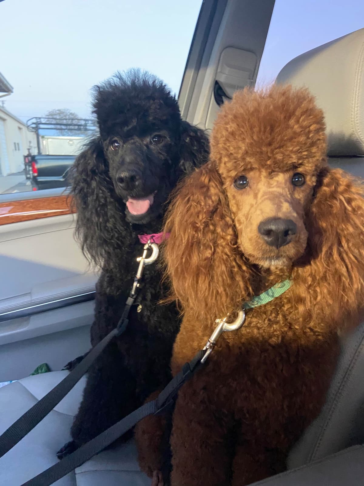 Moyen Poodle Puppies breeder image 1