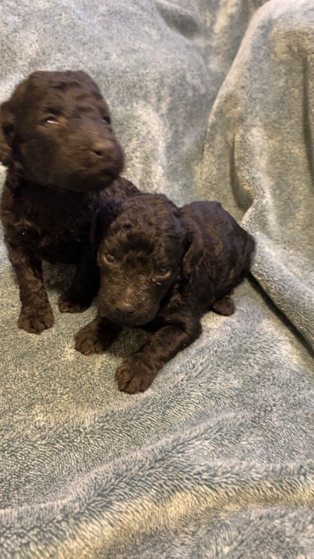Moyen Poodle Puppies media 2