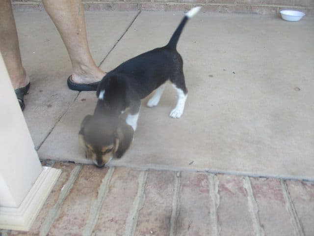 Beagle Puppies breeder image 1