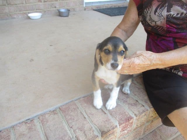 Beagle Puppies breeder image 2