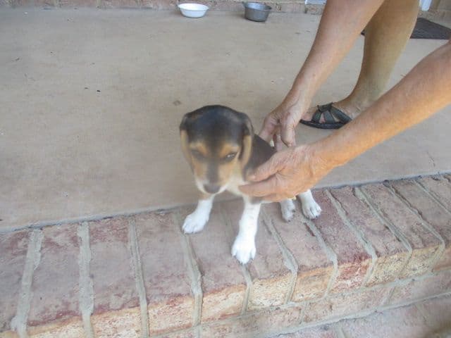 Beagle Puppies breeder image 4