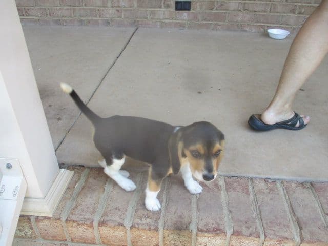 Beagle Puppies breeder image 3