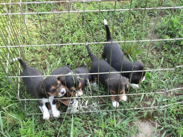 Beagle Puppies media 2