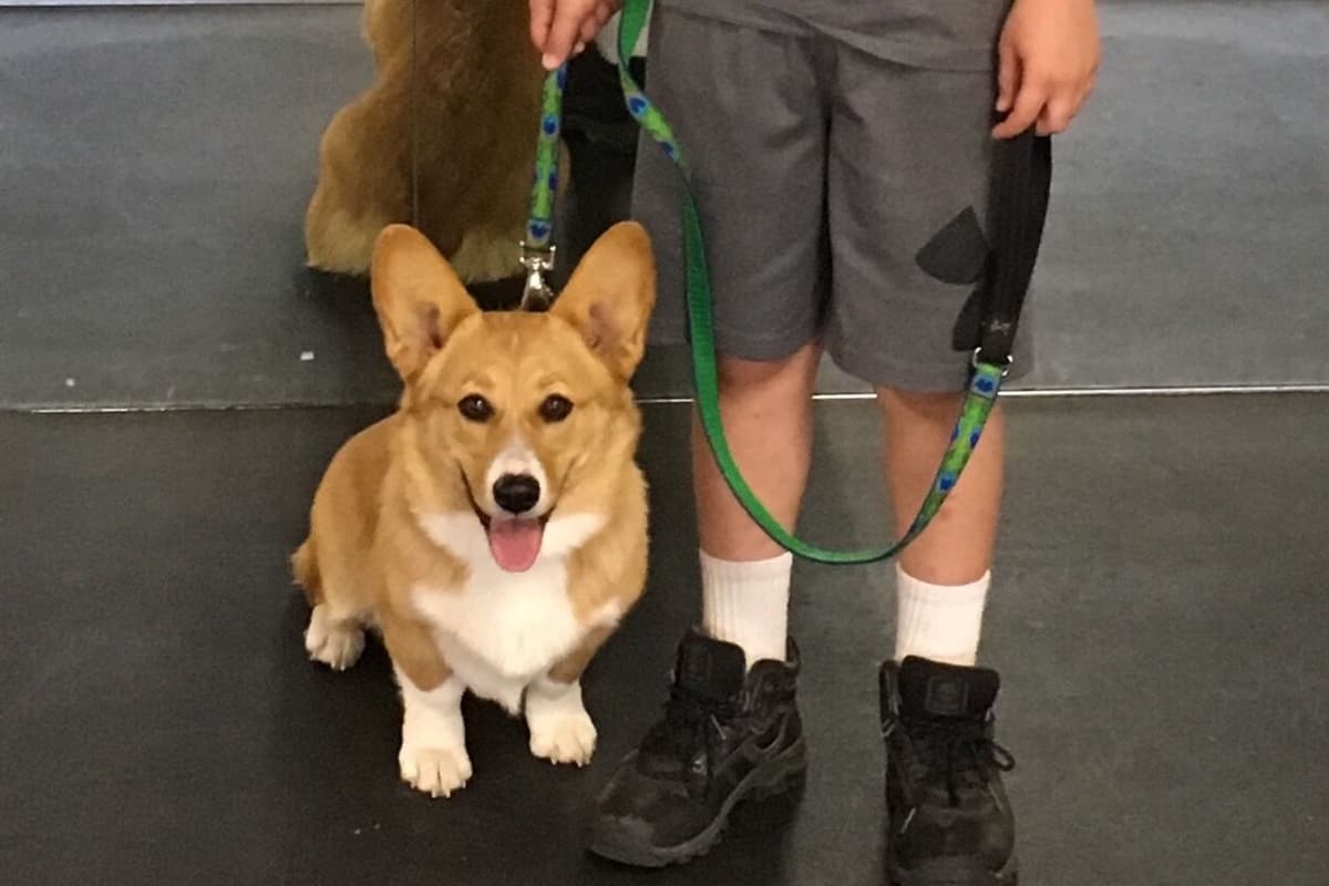 Pembroke Welsh Corgi Puppies breeder image 1