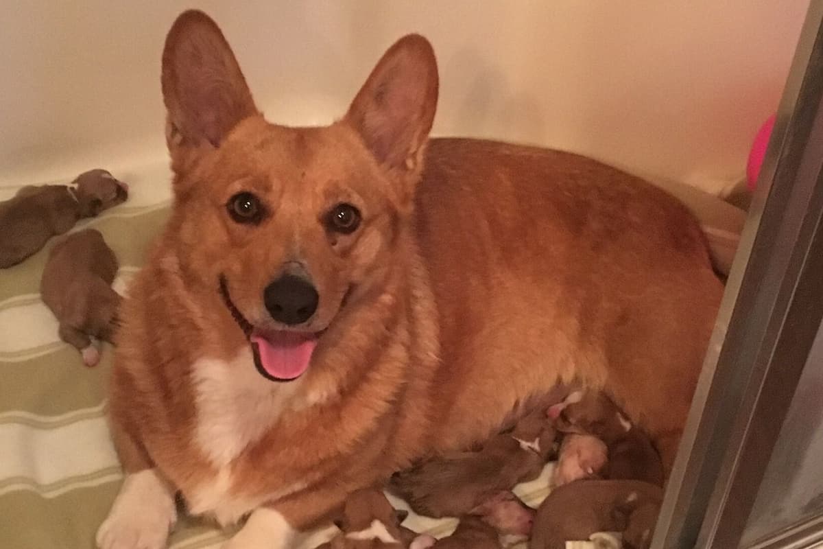 Pembroke Welsh Corgi Puppies breeder image 2