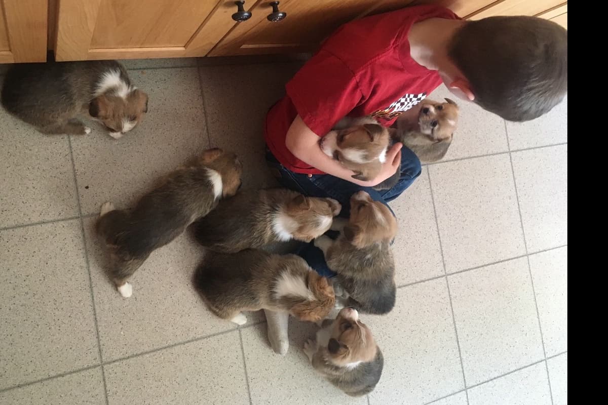 Pembroke Welsh Corgi Puppies breeder image 3