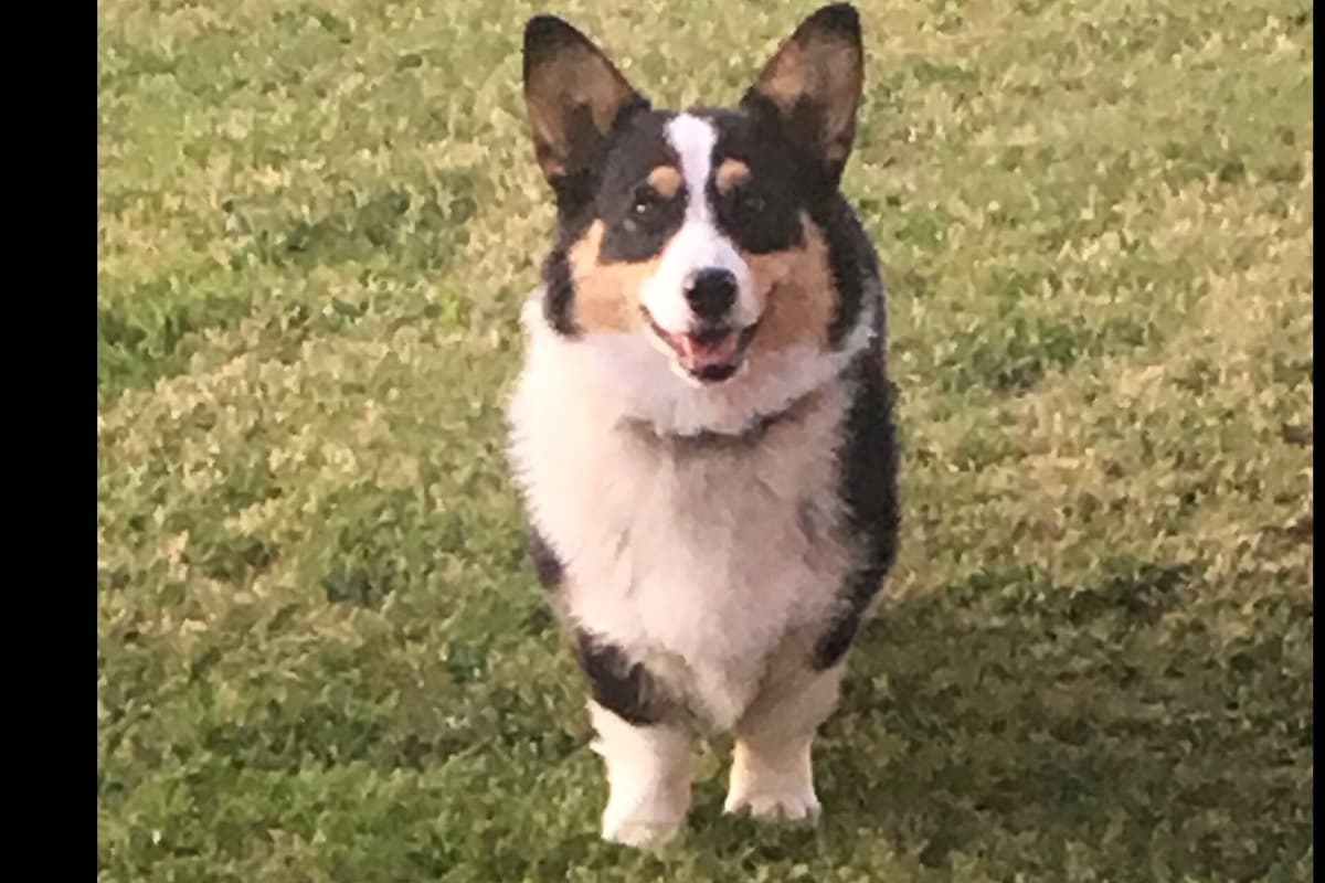 Pembroke Welsh Corgi Puppies breeder image 4