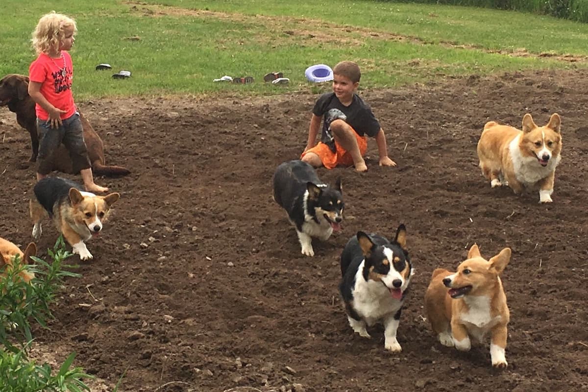 Pembroke Welsh Corgi Puppies breeder image 5