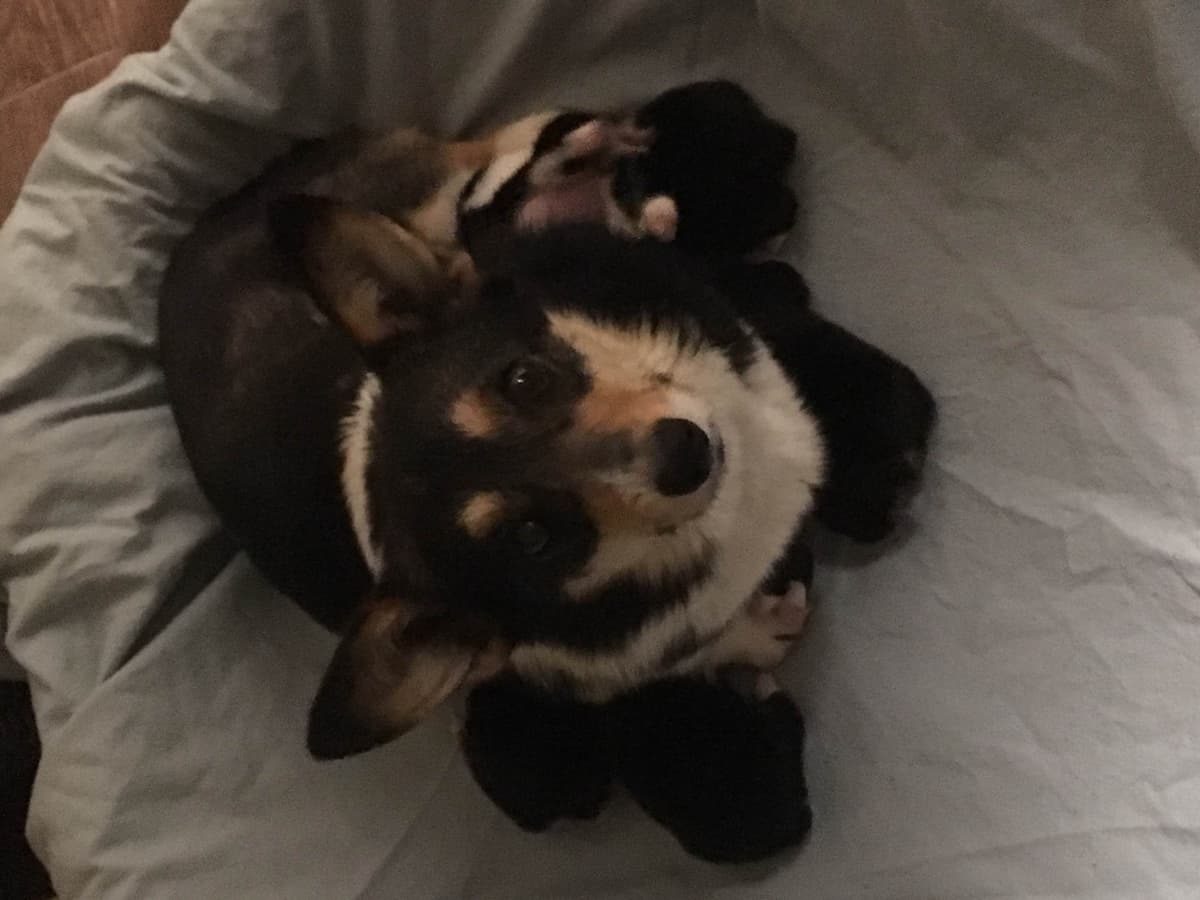 Pembroke Welsh Corgi Puppies breeder image 6