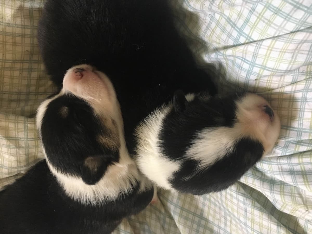 Pembroke Welsh Corgi Puppies breeder image 7