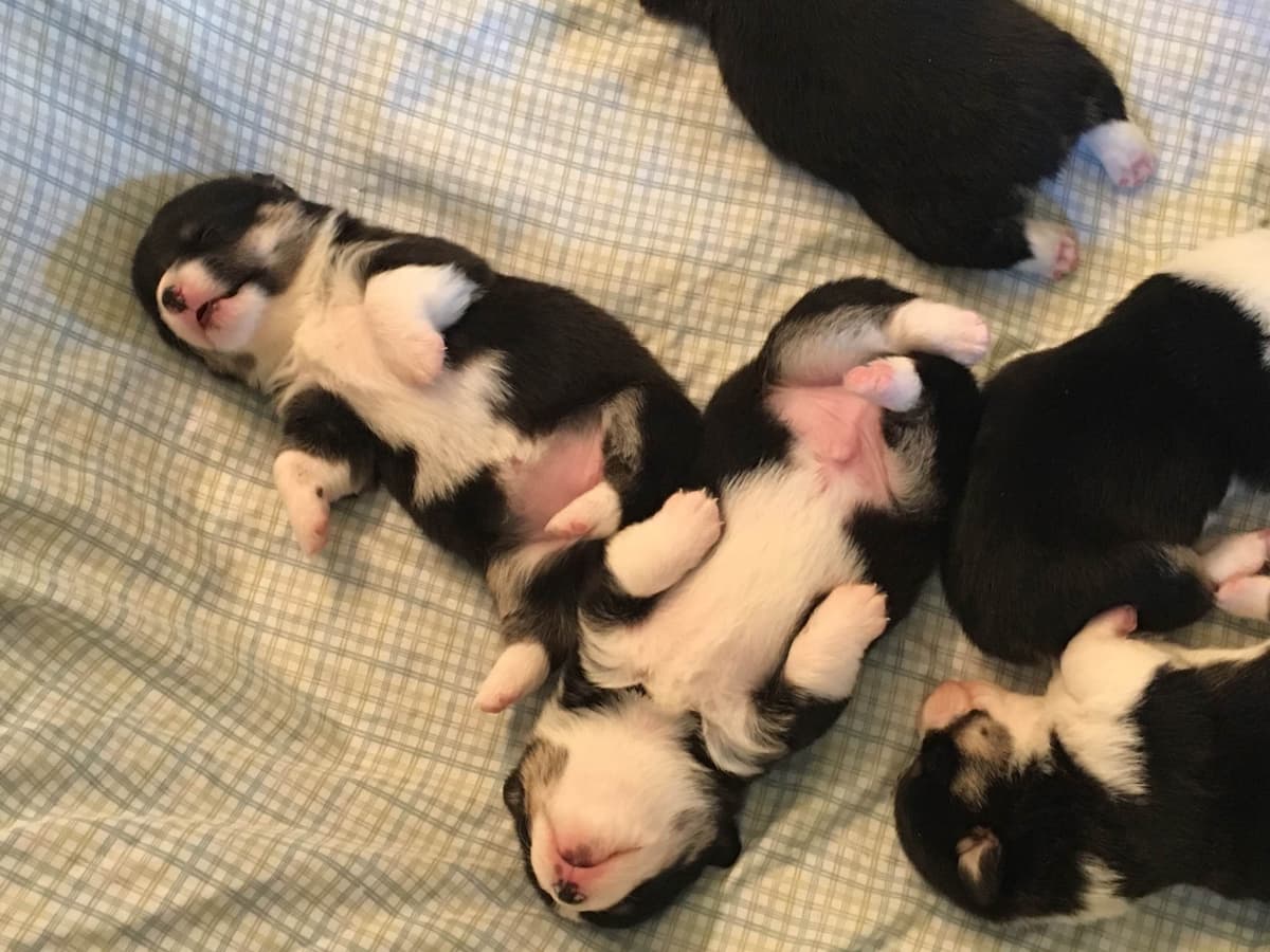 Pembroke Welsh Corgi Puppies breeder image 8