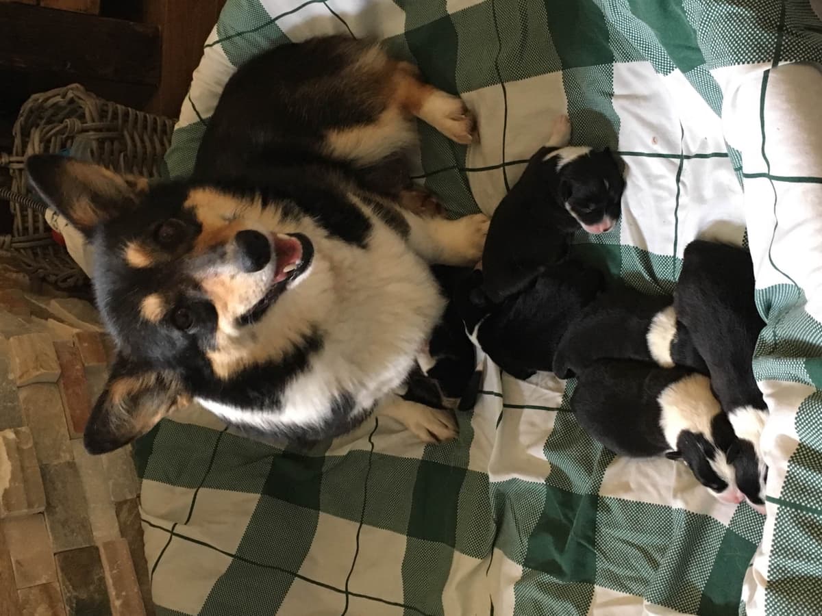 Pembroke Welsh Corgi Puppies breeder image 9