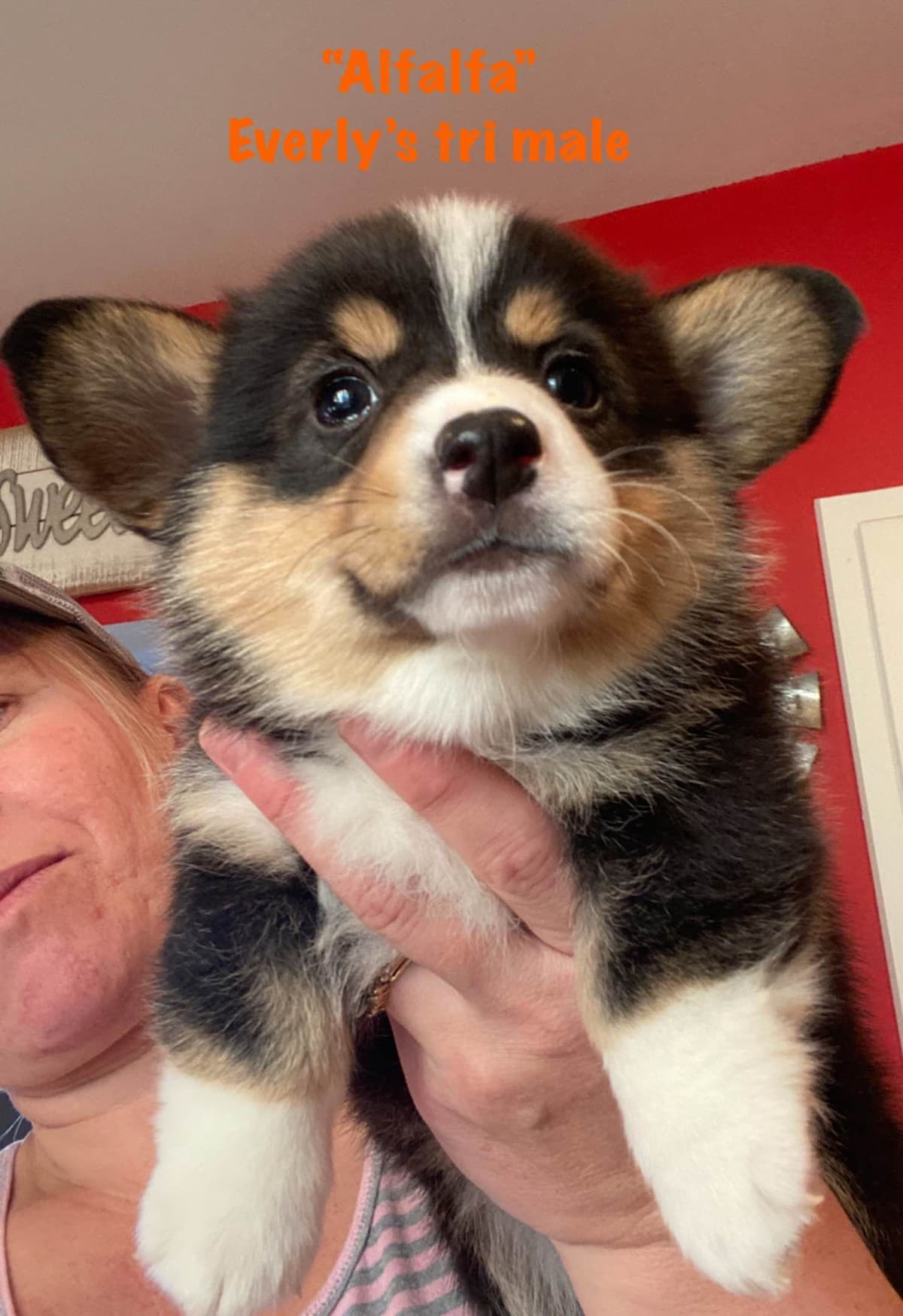 Pembroke Welsh Corgi Puppies breeder image 10