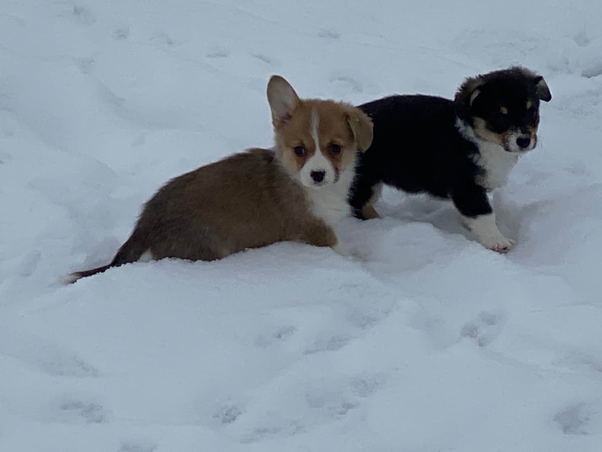 Pembroke Welsh Corgi Puppies breeder image 11