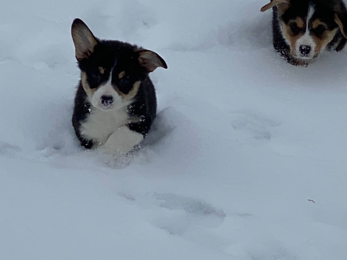 Pembroke Welsh Corgi Puppies breeder image 12
