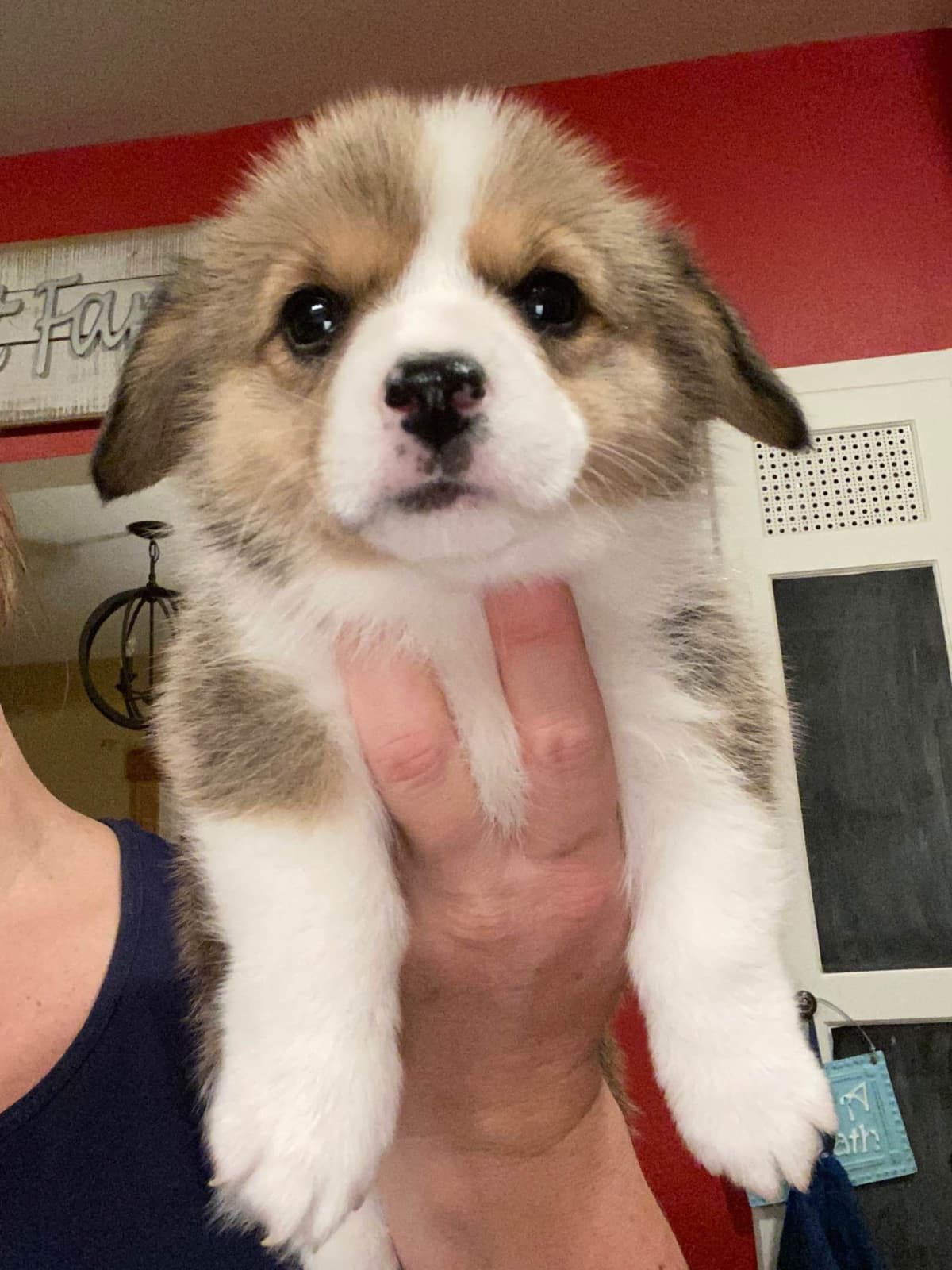 Pembroke Welsh Corgi Puppies breeder image 13