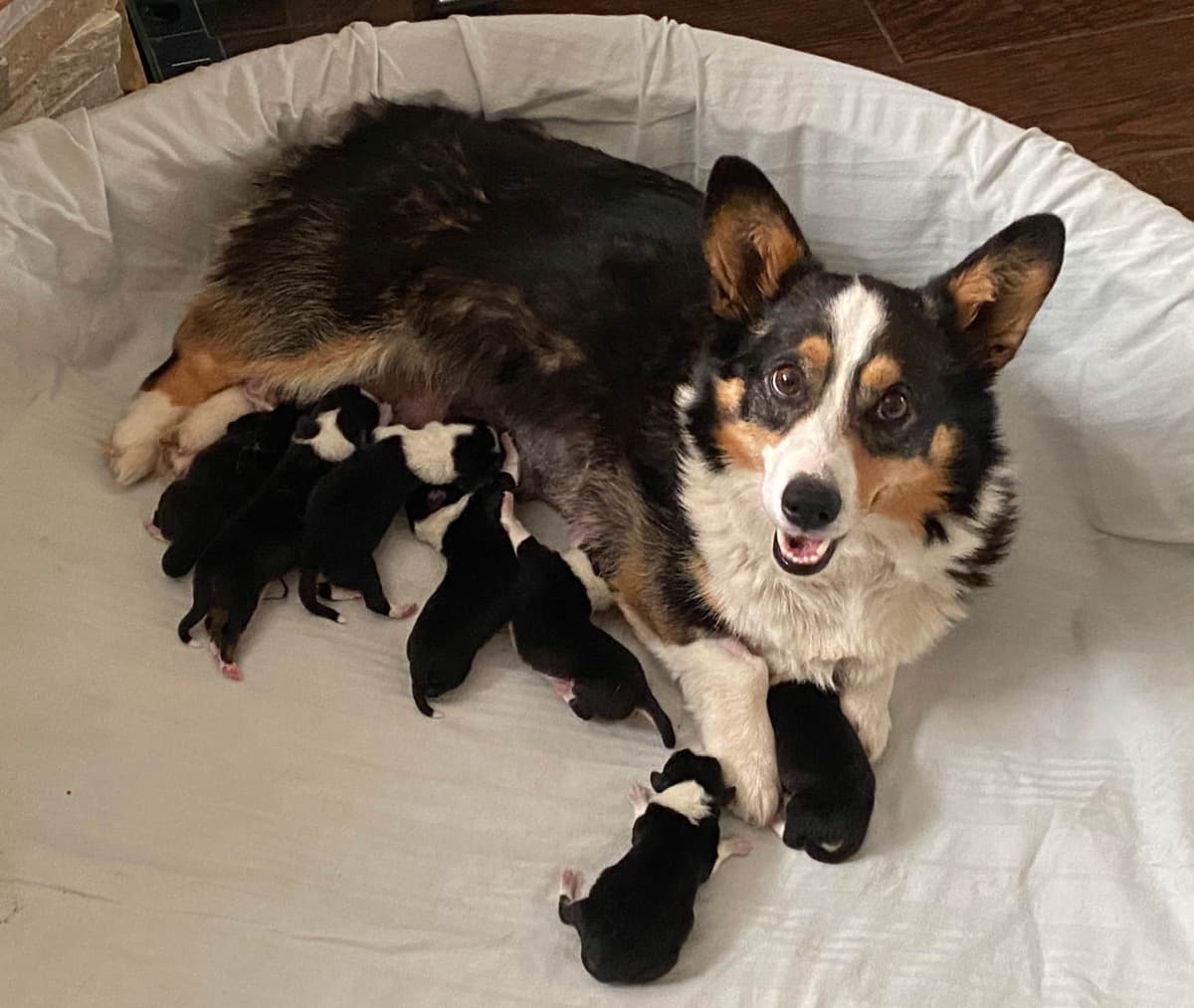 Pembroke Welsh Corgi Puppies breeder image 14