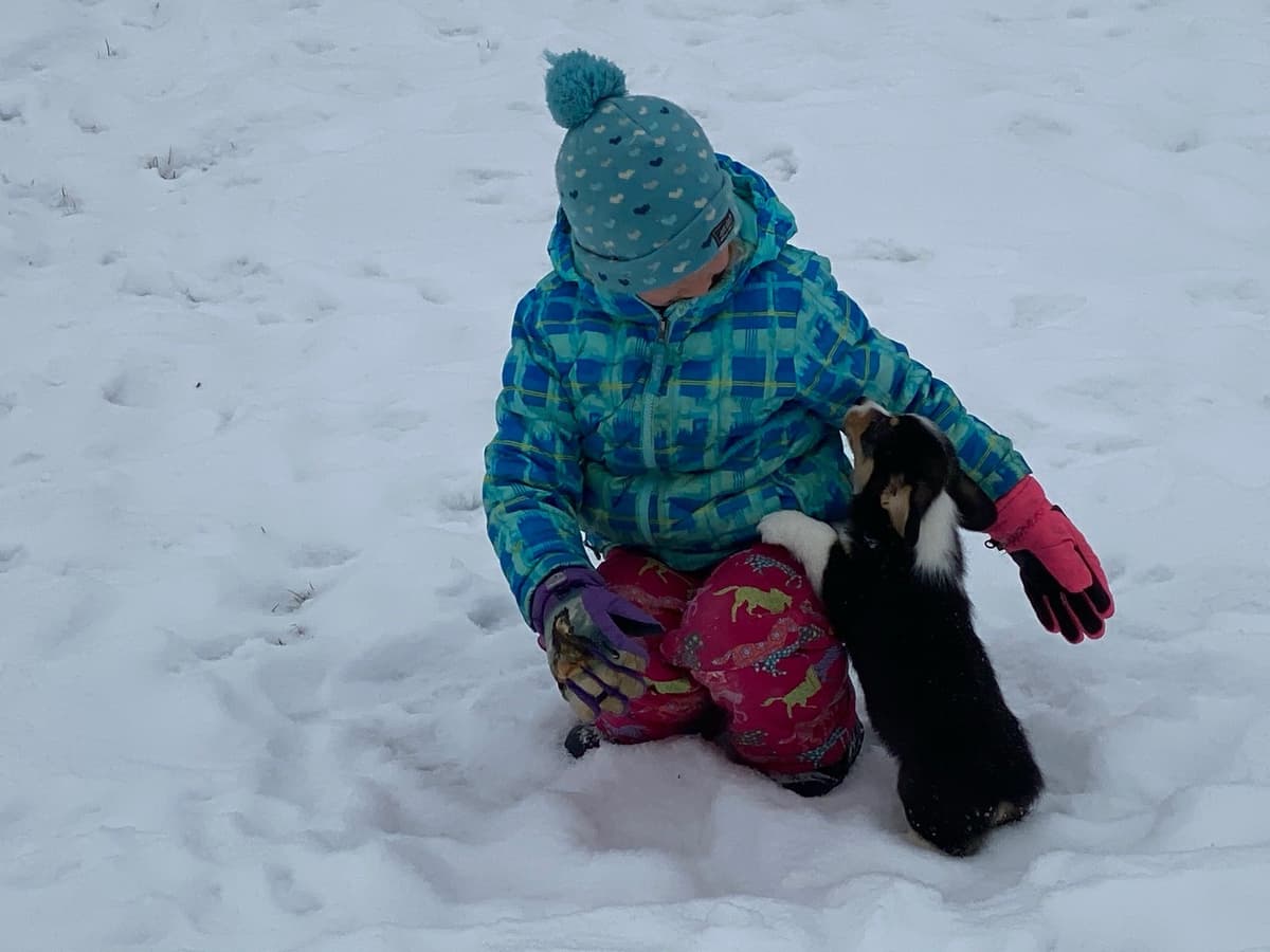 Pembroke Welsh Corgi Puppies breeder image 18