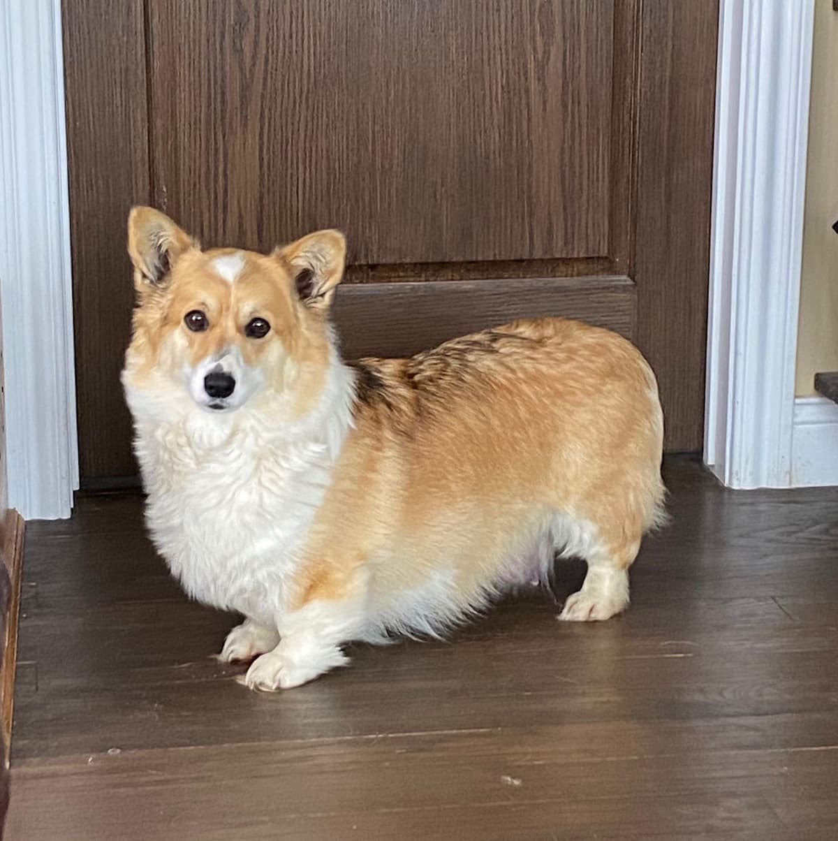 Pembroke Welsh Corgi Puppies breeder image 19