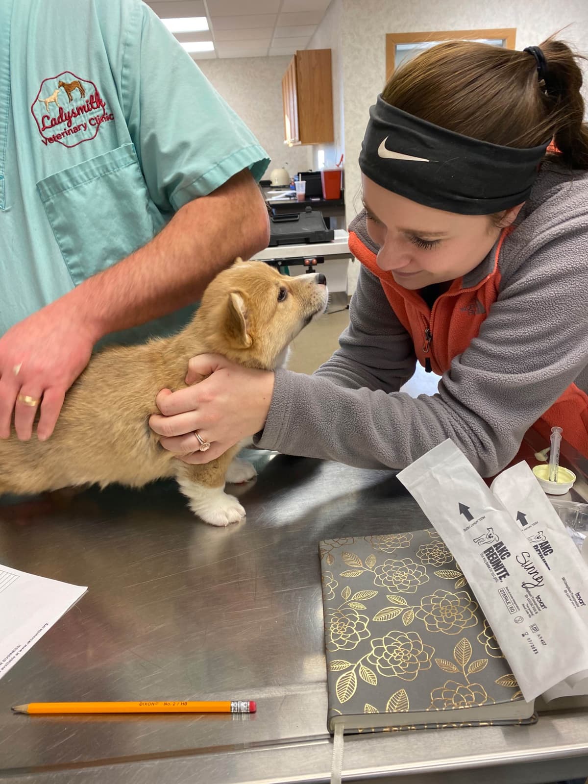 Pembroke Welsh Corgi Puppies breeder image 20