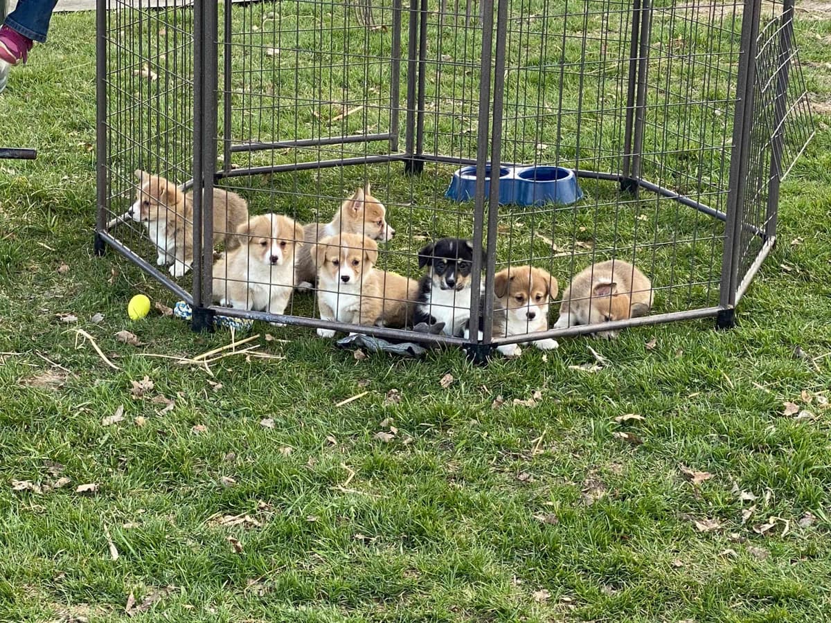Pembroke Welsh Corgi Puppies breeder image 21