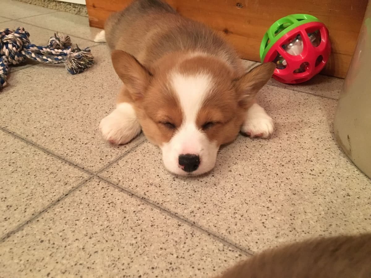 Pembroke Welsh Corgi Puppies breeder image 22