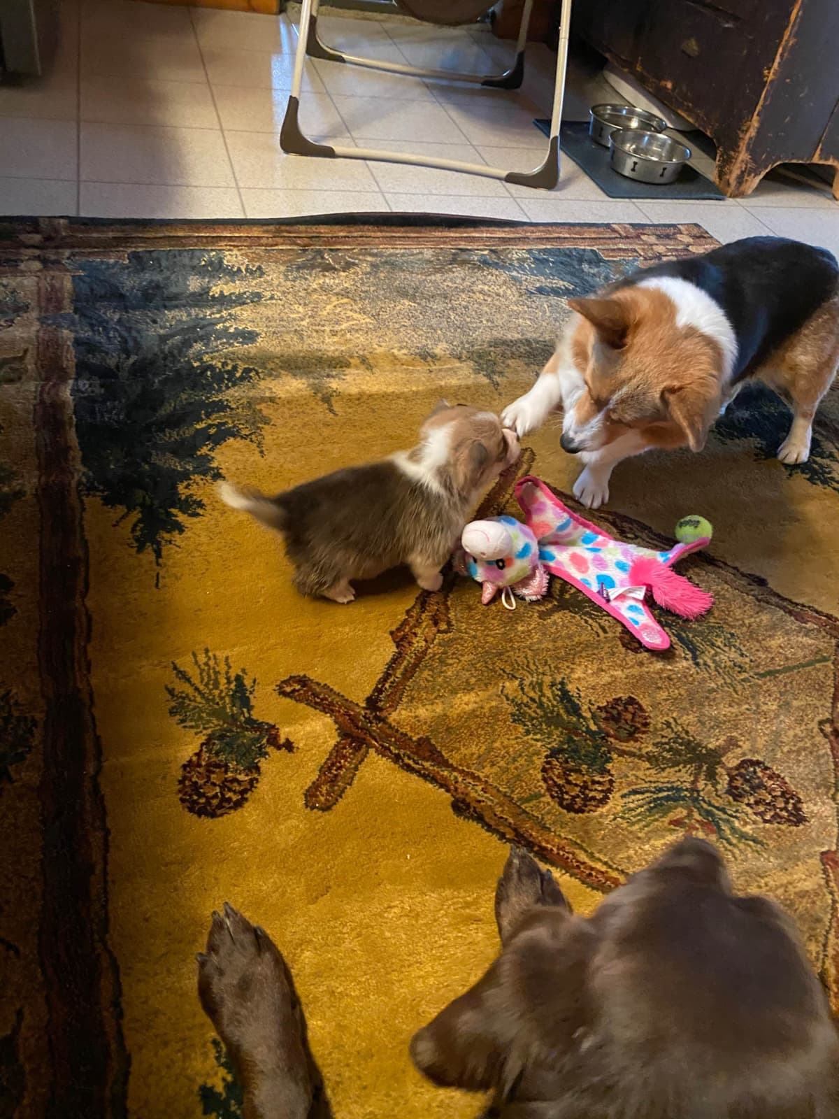Pembroke Welsh Corgi Puppies breeder image 24