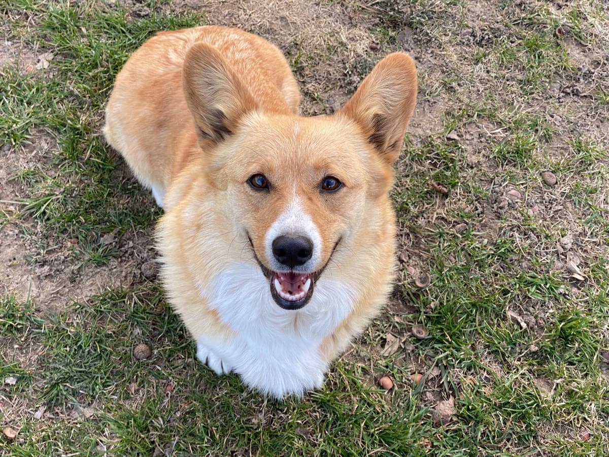 Pembroke Welsh Corgi Puppies breeder image 23