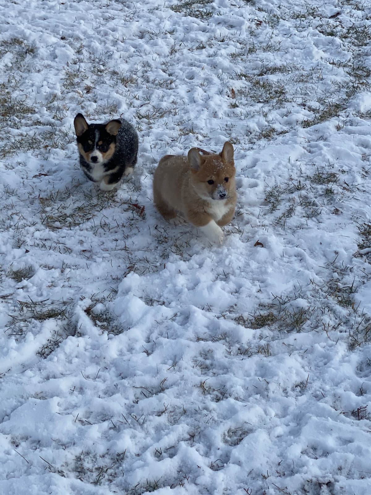 Pembroke Welsh Corgi Puppies breeder image 25