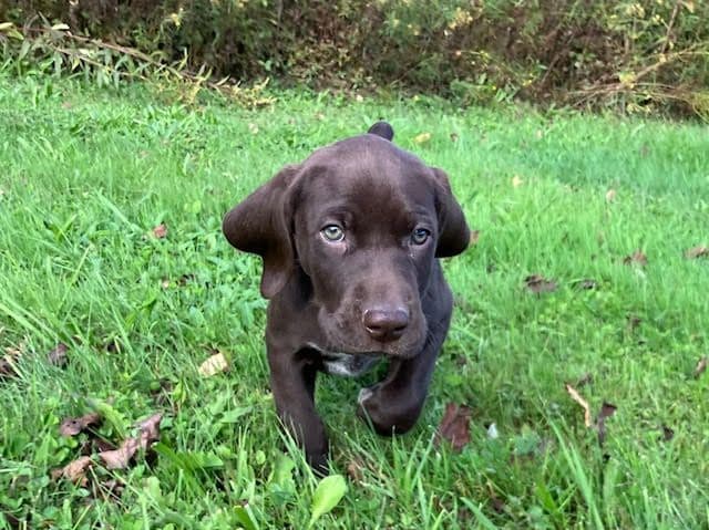 GERMAN SHORTHAIRED POINTER PUPPIES breeder image 15