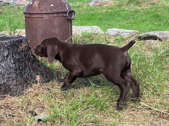 GERMAN SHORTHAIRED POINTER PUPPIES breeder image 16