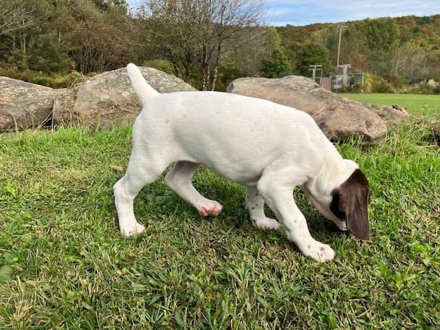 GERMAN SHORTHAIRED POINTER PUPPIES breeder image 17