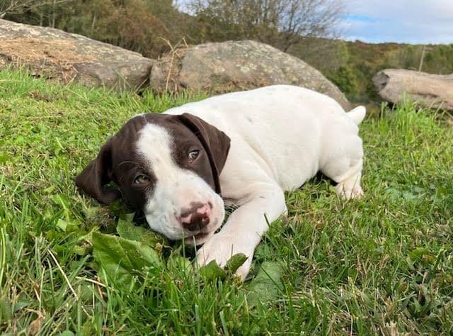 GERMAN SHORTHAIRED POINTER PUPPIES breeder image 18