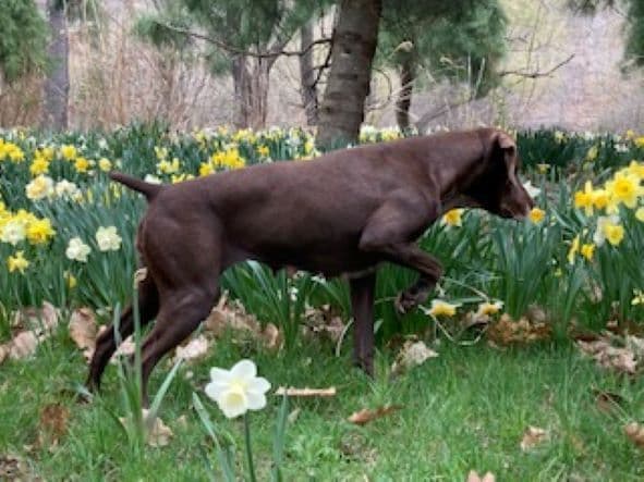 GERMAN SHORTHAIRED POINTER PUPPIES breeder image 20