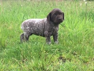 GERMAN SHORTHAIRED POINTER PUPPIES breeder image 21