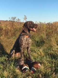 GERMAN SHORTHAIRED POINTER PUPPIES breeder image 22