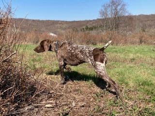 GERMAN SHORTHAIRED POINTER PUPPIES breeder image 23