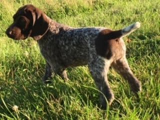 GERMAN SHORTHAIRED POINTER PUPPIES breeder image 24