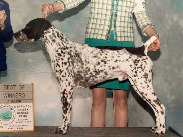 GERMAN SHORTHAIRED POINTER PUPPIES breeder image 25