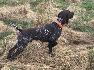 GERMAN SHORTHAIRED POINTER PUPPIES breeder image 26