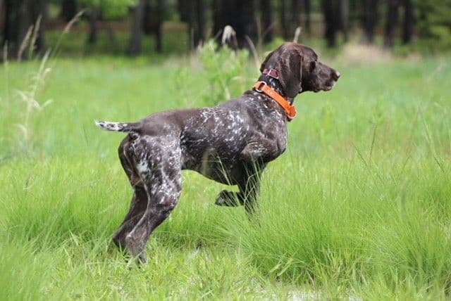 GERMAN SHORTHAIRED POINTER PUPPIES breeder image 27