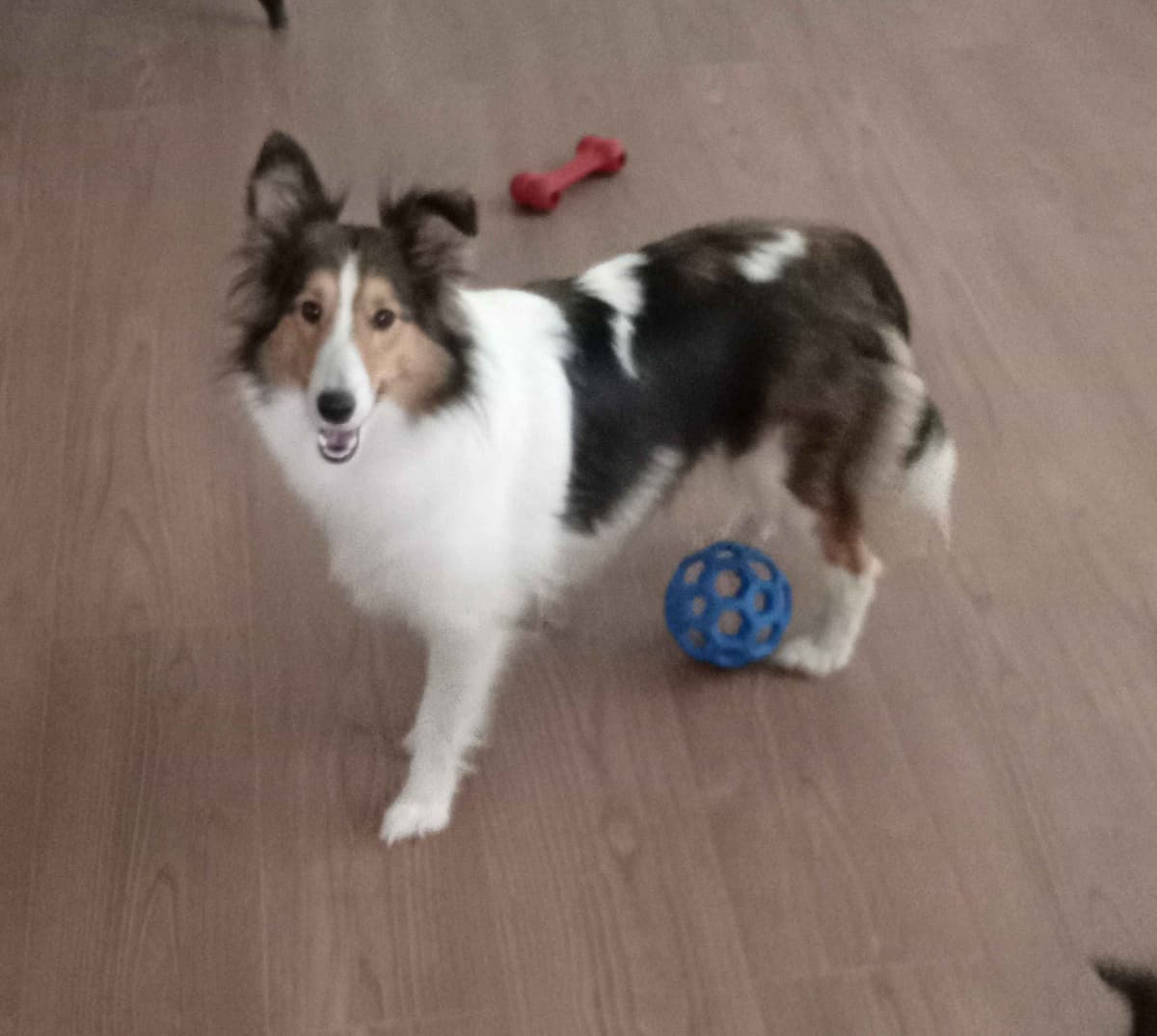 Shelties of Kimble's Bee Farm breeder image 1